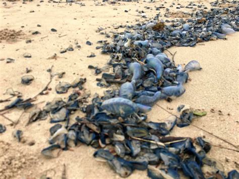 Bluebottles Plague Coffs Coast Beaches Coffs Coast Advocate
