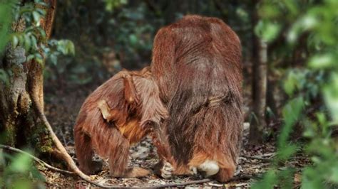 Bbc Earth Why Male Orangutans Have Such Weird Faces