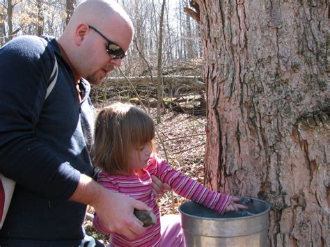 Best Maple Syrup Festivals Events And Classes In Central Indiana With Images Indiana Best