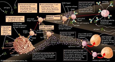 Immune System Evolution Of The Immune System