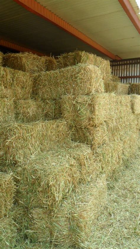 Oaten Hay Certified Organic Small Square Bales Hay