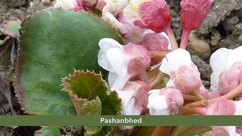 Pashanbheda Bergenia Ligulata Herb Ayurvedic Overview