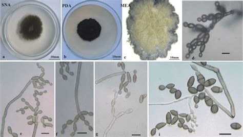 Cladosporium Macrocarpum A Colony On Sna B Colony On Pda C