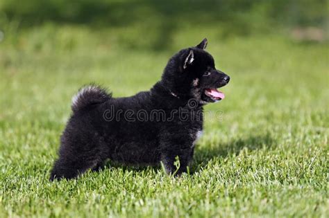 ɕiba inɯ) is a breed of hunting dog from japan. Shiba Inu Welpe stockbild. Bild von welpen, junges ...