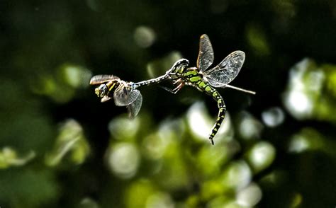 Mating Dragonflies In Flight Dragonflies Coupled Flying At Flickr