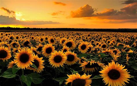 100 Aesthetic Sunflower Backgrounds