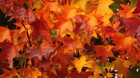 Fall Colors Desktop Wallpaper Wallpapersafari