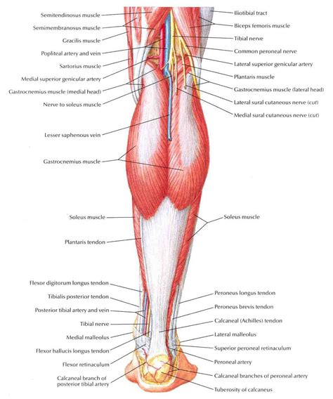 Leg Muscle Diagrams