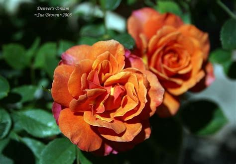 Plantfiles Pictures Miniature Rose Denvers Dream Rosa By Califsue