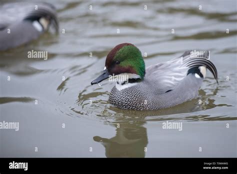 Falcated Duck Stock Photo Alamy