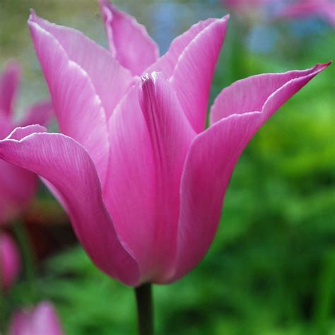 Tulipa China Pink Agm Rose Cottage Plants