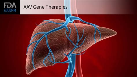 Liver Toxicity In Gene Therapy Trials Could Merit Stricter Entry