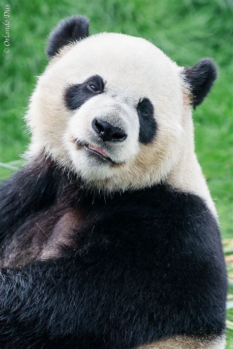 Panda By Orlando Dus 500px Panda Panda Bear Animals Beautiful