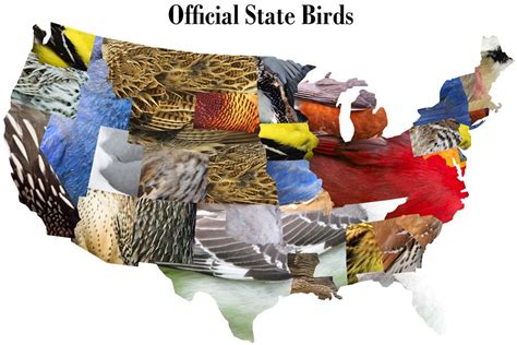 Official State Birds State Birds Birds Of America Birds