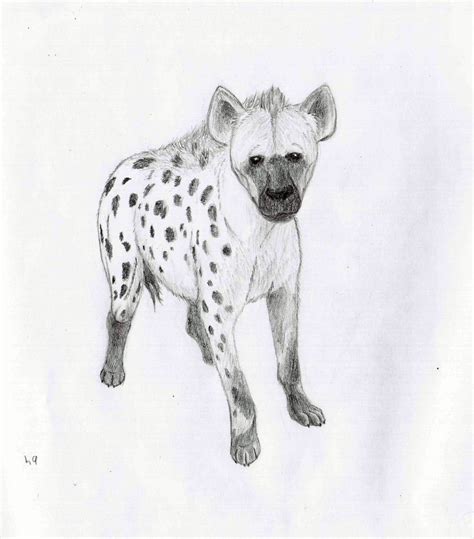 Hyena Front Drawing By Sheydy On Deviantart