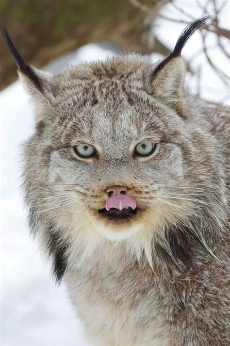Lynx Has Distinctive Tufts On The Tips Of Their Ears That Act As An