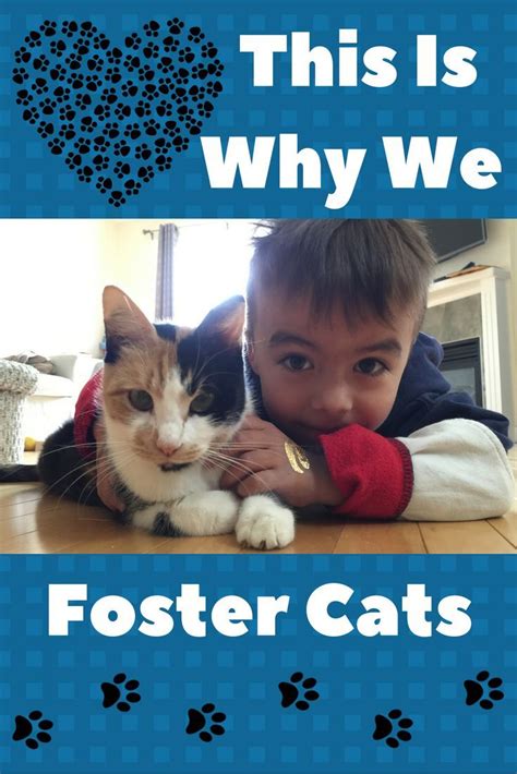 Why We Foster Cats Foster Cat Cats Foster Kittens