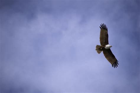 500 Flying Eagle Pictures Download Free Images On Unsplash