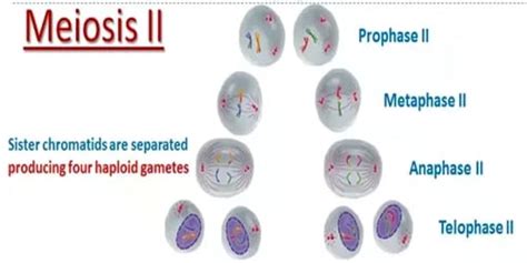 Meiosis Phases Zoefact