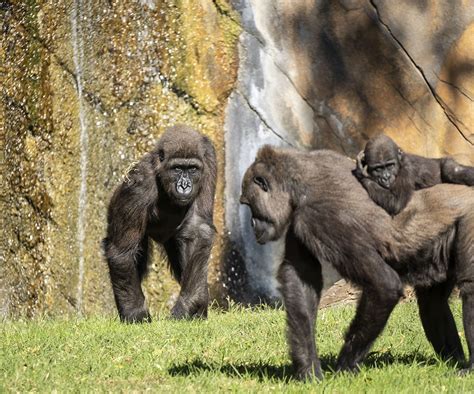 Ebo El Primer Gorila Nacido En Bioparc Valencia Cumple 8 Años