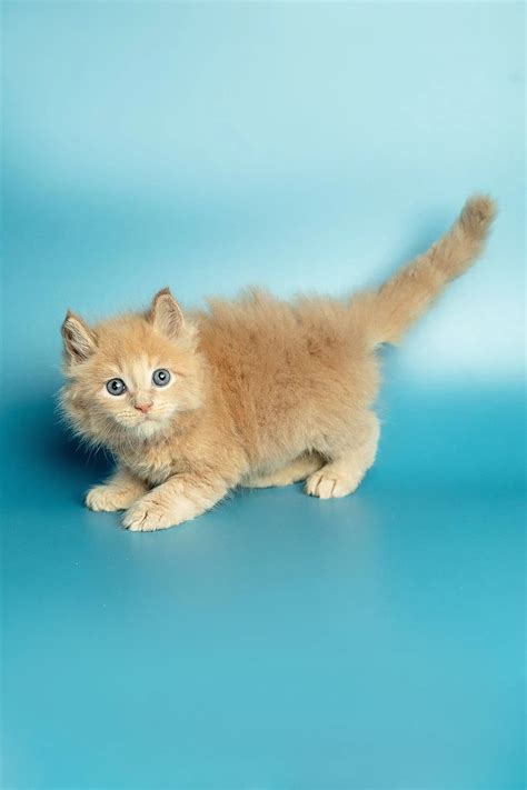 Maine Coon Kittens For Sale | Met | Maine Coon Kitten – Purebred Kitties