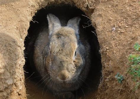 Adopt A Rabbit Finding The Right One Animals In Distress Devon