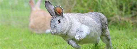 rabbit agility rabbit health and welfare rspca advice