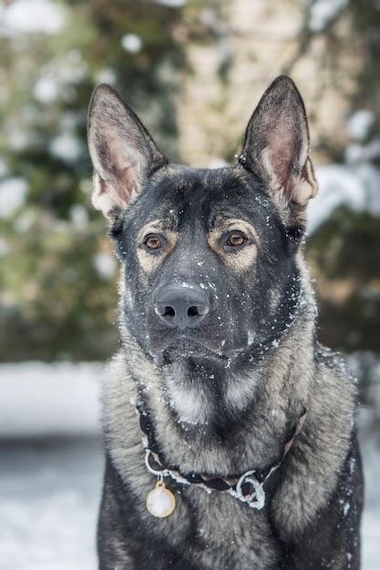 Premium Photo A German Shepherd Dog In The Snow