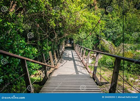 Hanging Bridge In A Forest Stock Image Image Of High 34420203