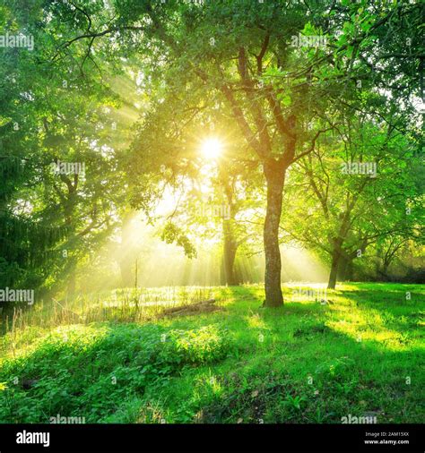 Green Forest Background With Morning Sunrise In Spring Season Nature