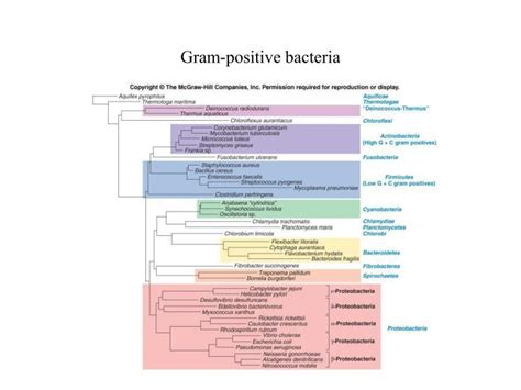 Ppt Gram Positive Bacteria Powerpoint Presentation Free Download