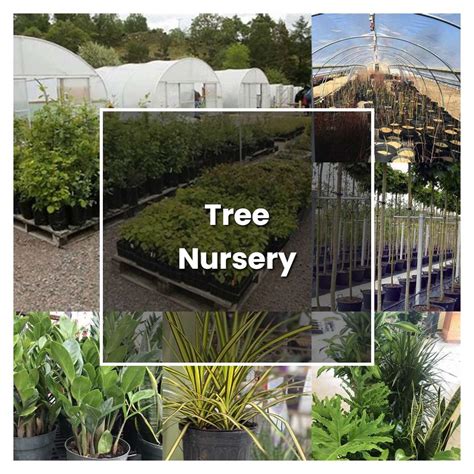 How To Grow Tree Nursery Plant Care And Tips Norwichgardener