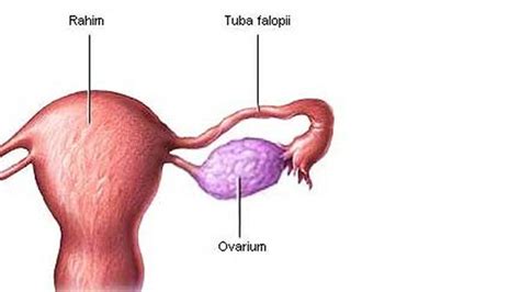 Ovarium Adalah Organ Reproduksi Wanita Kenali Fungsi Struktur Dan Hot Sex Picture