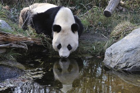 Photograph Giant Panda Water Drinking Reflection By Josef Gelernter On