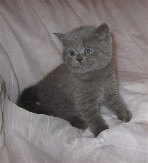 British Shorthair Stunning British Shorthair Kittens Cats For Sale