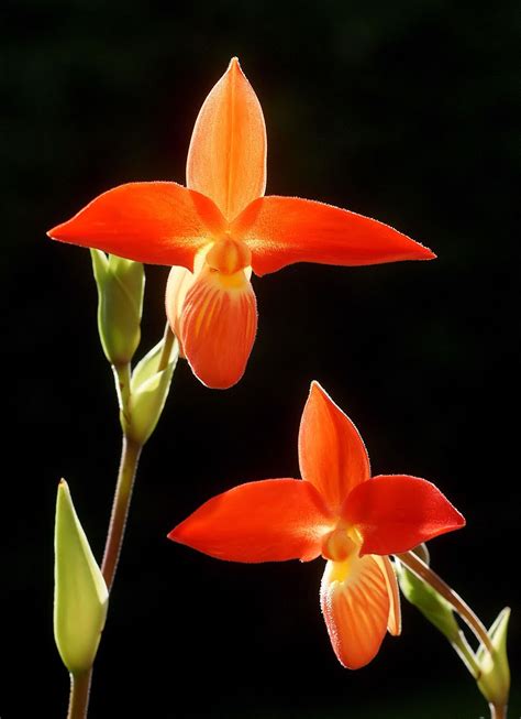 Orchid Phragmipedium Besseae It Is A Terrestrial Orchid Native To The Wet Montane Forests On