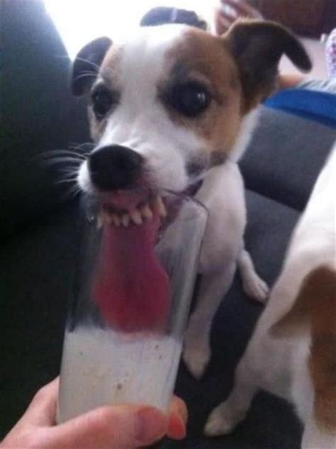 Funny Pictures Of The Day 112 Pics Jack Russell Jack Russell