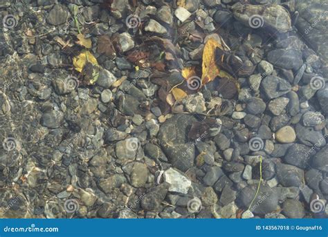 Top View Of Pebbles River Bed Through Clear Water Stock Photo Image