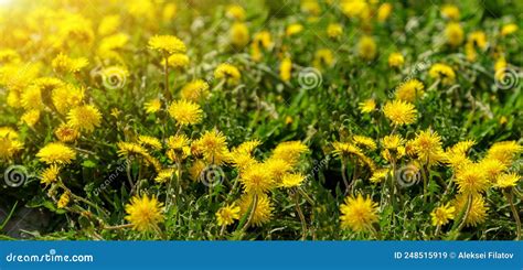 Spring Meadow With Many Bright Yellow Dandelions Yellow Dandelions In