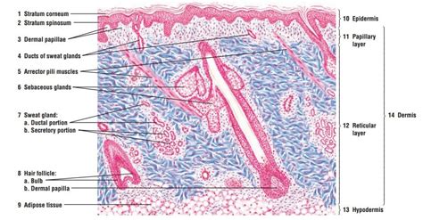 Integumentary System Anatomy And Physiology Skin Anatomy And Function