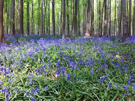 The Blue Forest The Forest With Beautiful Purple Carpet Of Bluebells