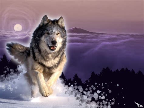 ♥ Wolves ♥ Wolves Wallpaper 10291309 Fanpop
