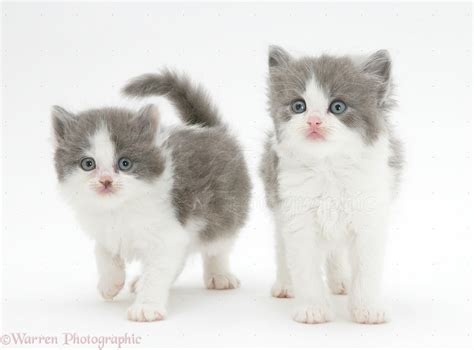 Grey And White Kittens Photo Wp31084