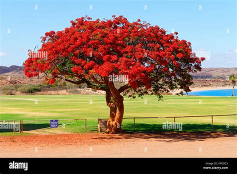 Eucalyptus Red Gum Tree In Full Bloom Dampier Pilbara Western