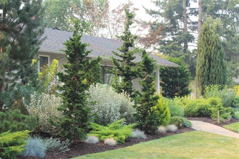 Pin By Julie Bennett On Landscaping Privacy Landscaping Evergreen