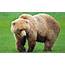 Brown Bear Wallpaper  HD Desktop Wallpapers 4k