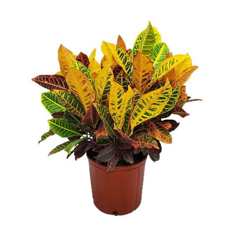 Croton Petra Plant For Sale Tropical Plants Of Florida