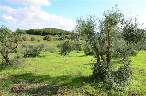 Olive Grove In Tuscan Countryside Photograph By Dejavu Designs Fine