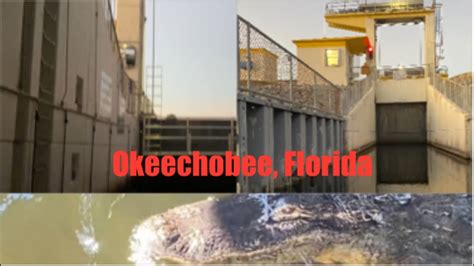 Lake Okeechobee Lock And Alligators Youtube