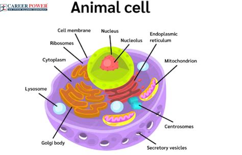 Animal Cell Diagram Free Printable Paper Pvt